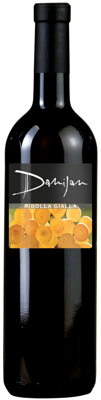 Ribola Gialla 11